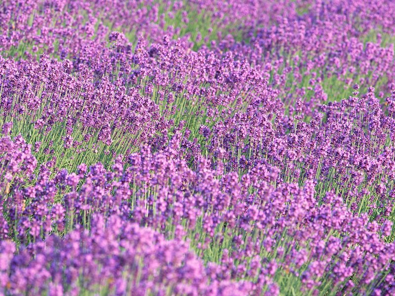 lavender field in bloom
