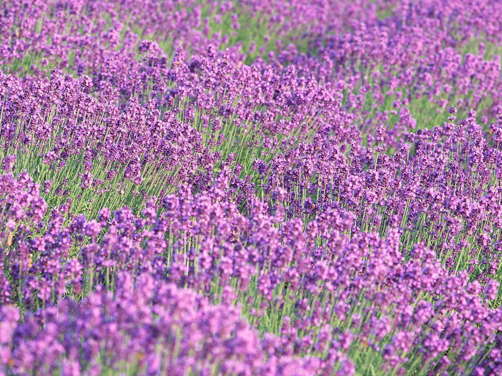 lavender field in bloom