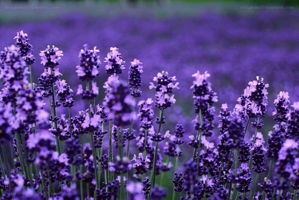 lavender field in bloom