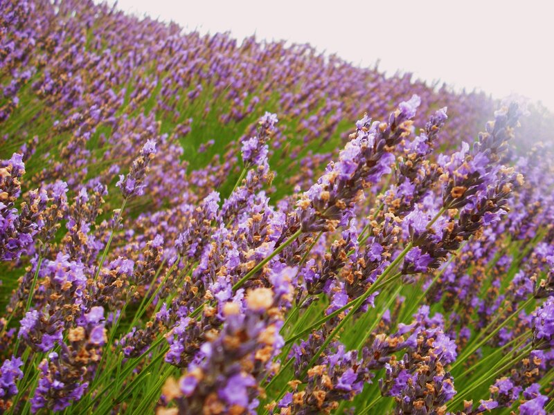 lavender field in bloom