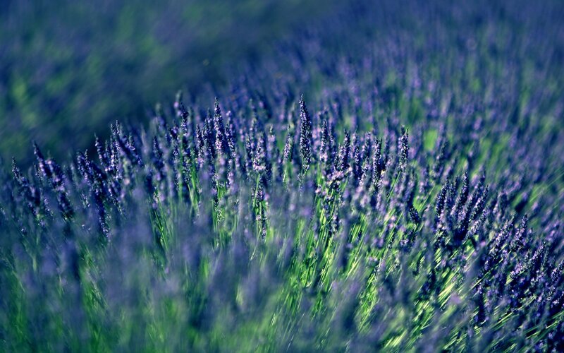 Lavender field in bloom