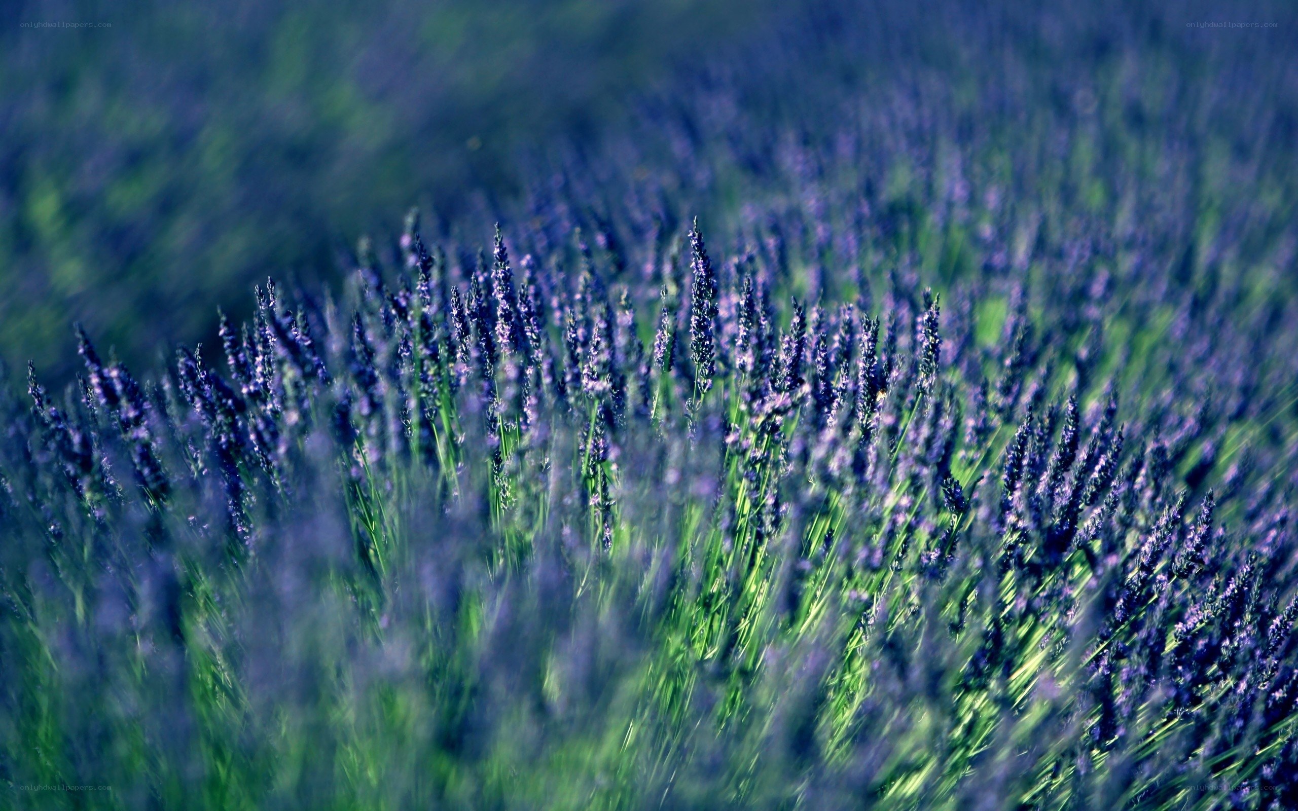 Lavender field in bloom