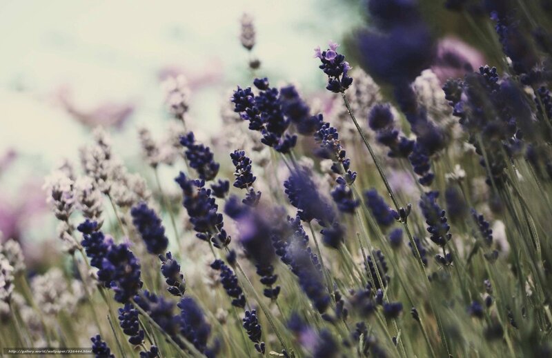 Lavender field in bloom