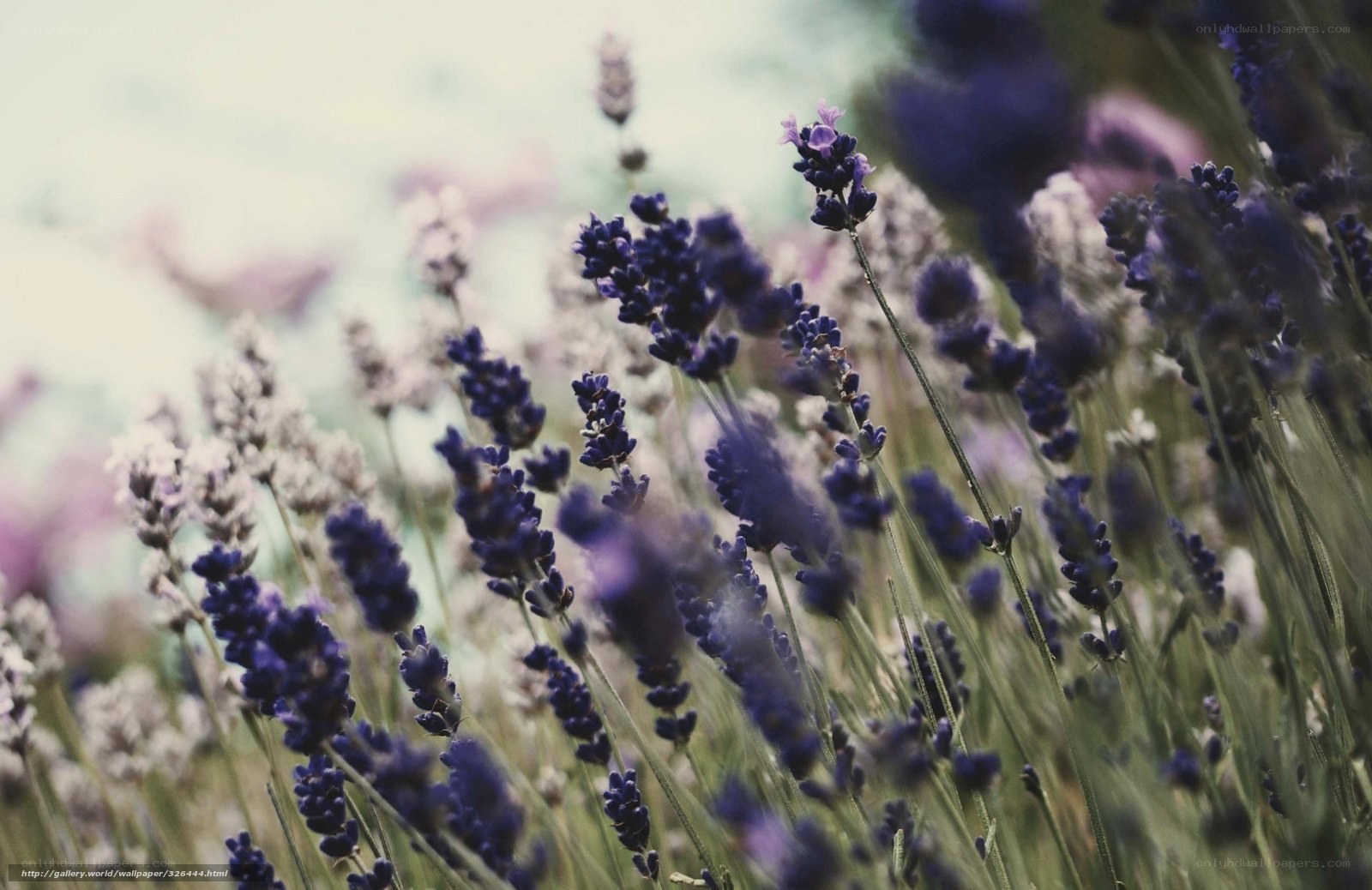 Lavender field in bloom