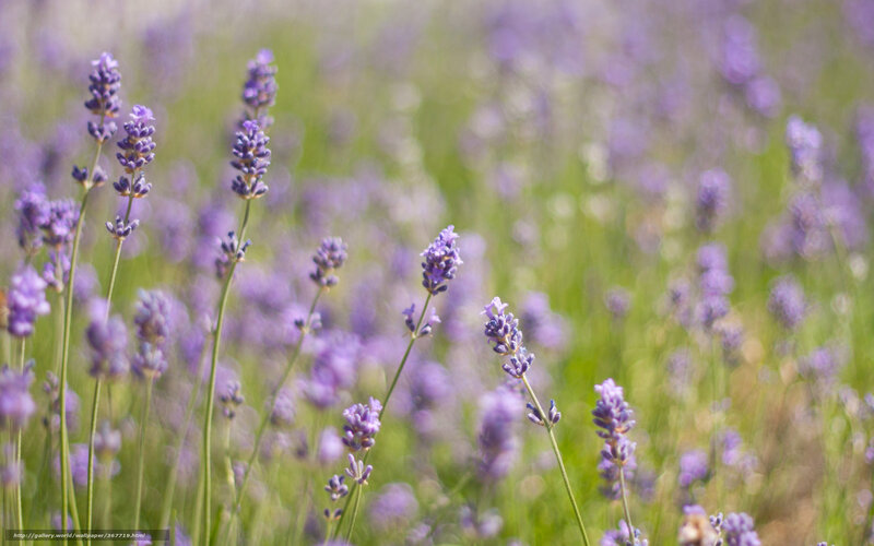 Lavender field in bloom