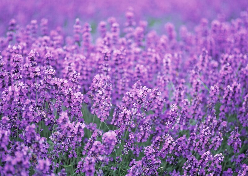 Lavender Field in Bloom — Purple, Calm