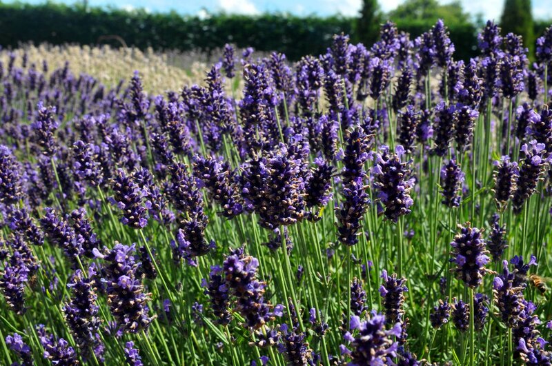 Lavender Field in Bloom — Purple, Serene, Afternoon, Photograph, Bee