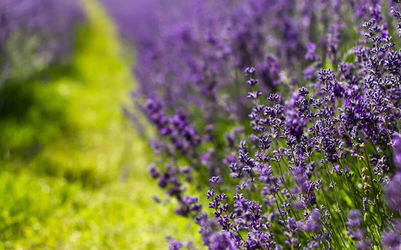 Lavender Field in Bloom — Purple, Serene, Afternoon, Photograph, Flowers, Green Grass, Green