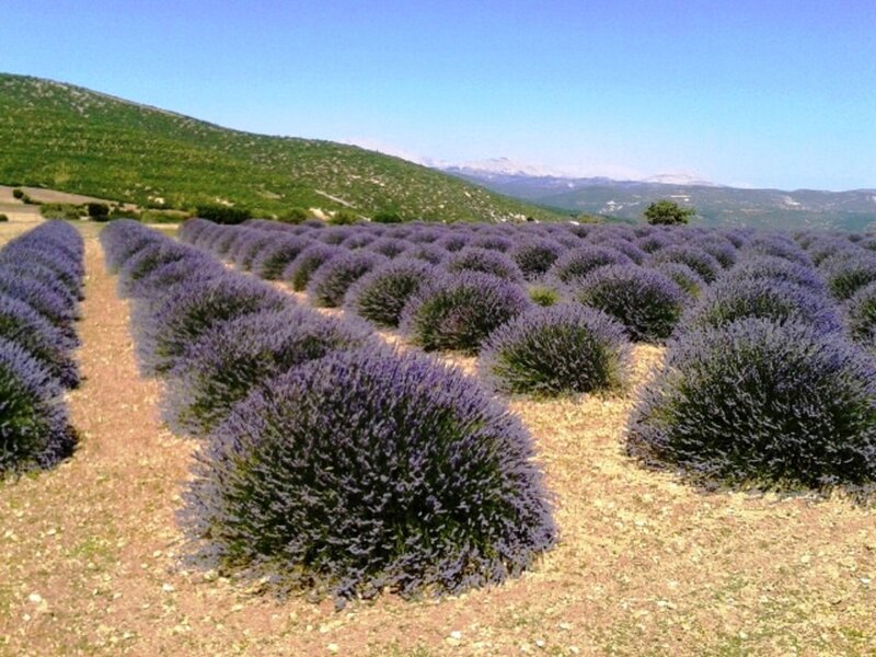 Lavender Field in Bloom — Purple, Serene, Afternoon, Photograph, Mountains