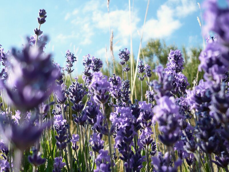 Lavender Field in Bloom — Purple, Serene, Afternoon, Photograph, Sky