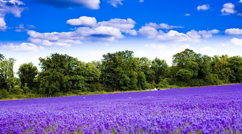 Lavender Field in Bloom — Purple, Serene, Afternoon, Photograph