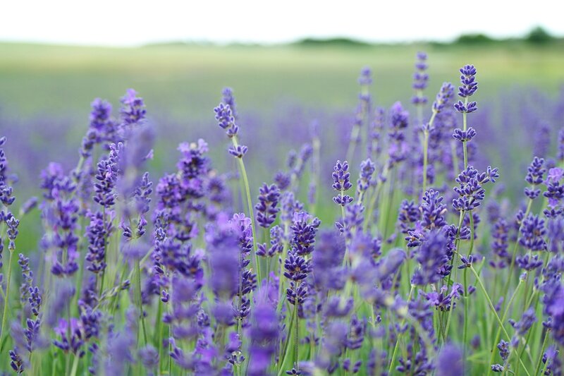 Lavender Field in Bloom — Purple, Serene, Summer, Photograph, Flowers, Sky