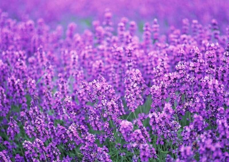 Lavender Field in Bloom — Purple, Serene, Summer