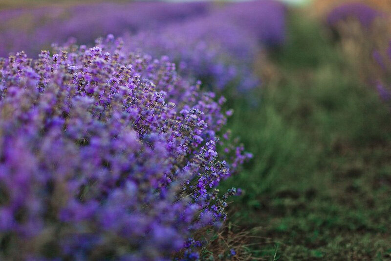 Lavender Field in Bloom — Purple, Serene, Sunset