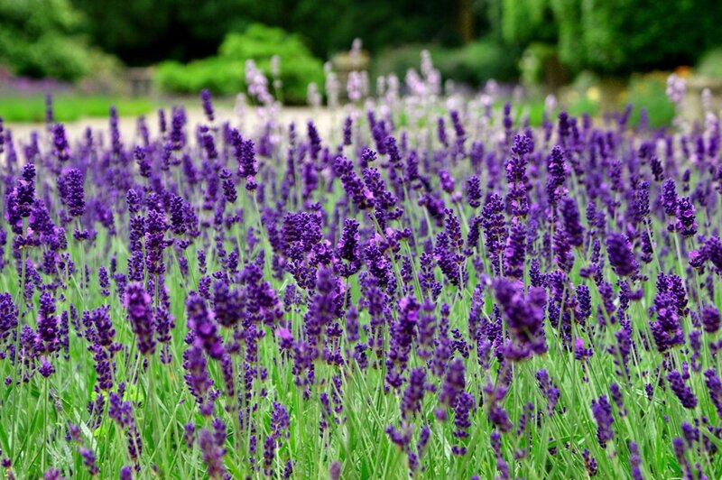 Lavender Field in Bloom — Purple, Serene