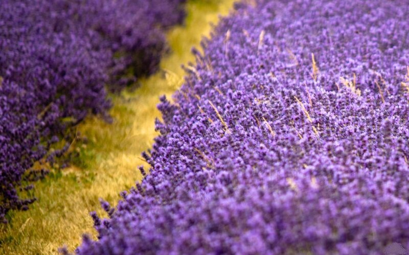 Lavender Field in Bloom — Purple