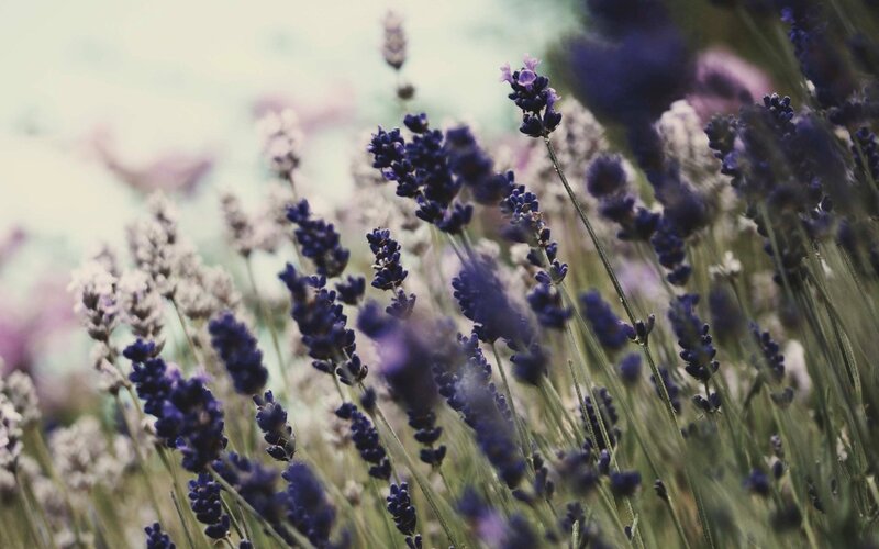 lavender field in bloom