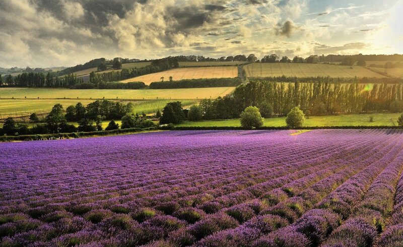 Lavender Field in Countryside