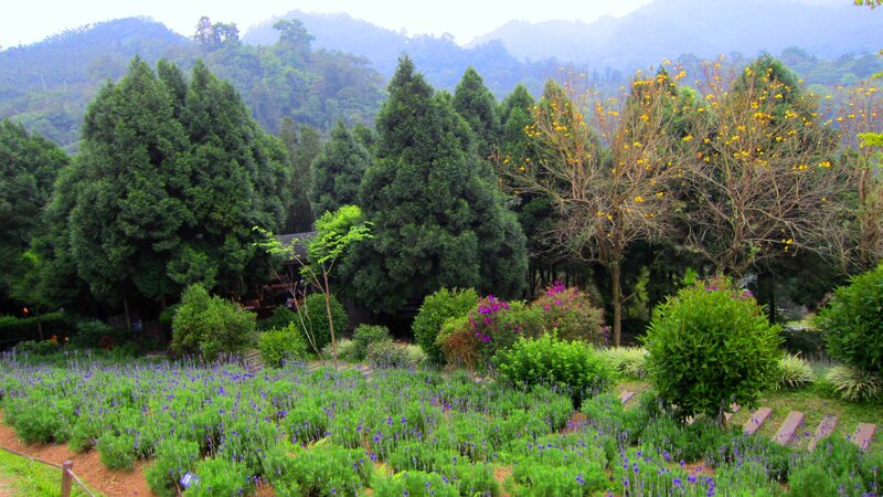 Lavender Field in Garden — Green