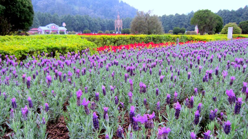 Lavender Field in Garden — Purple, Serene
