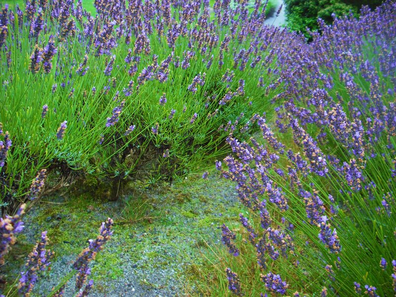 Lavender field in garden