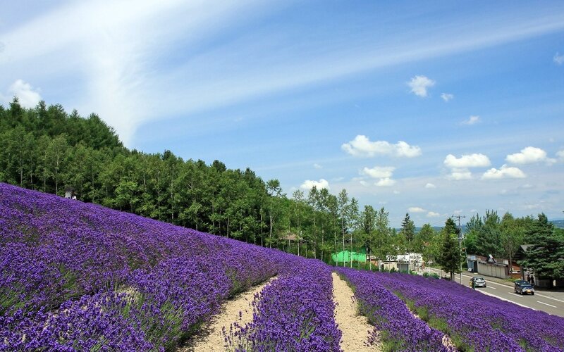Lavender field in Japan