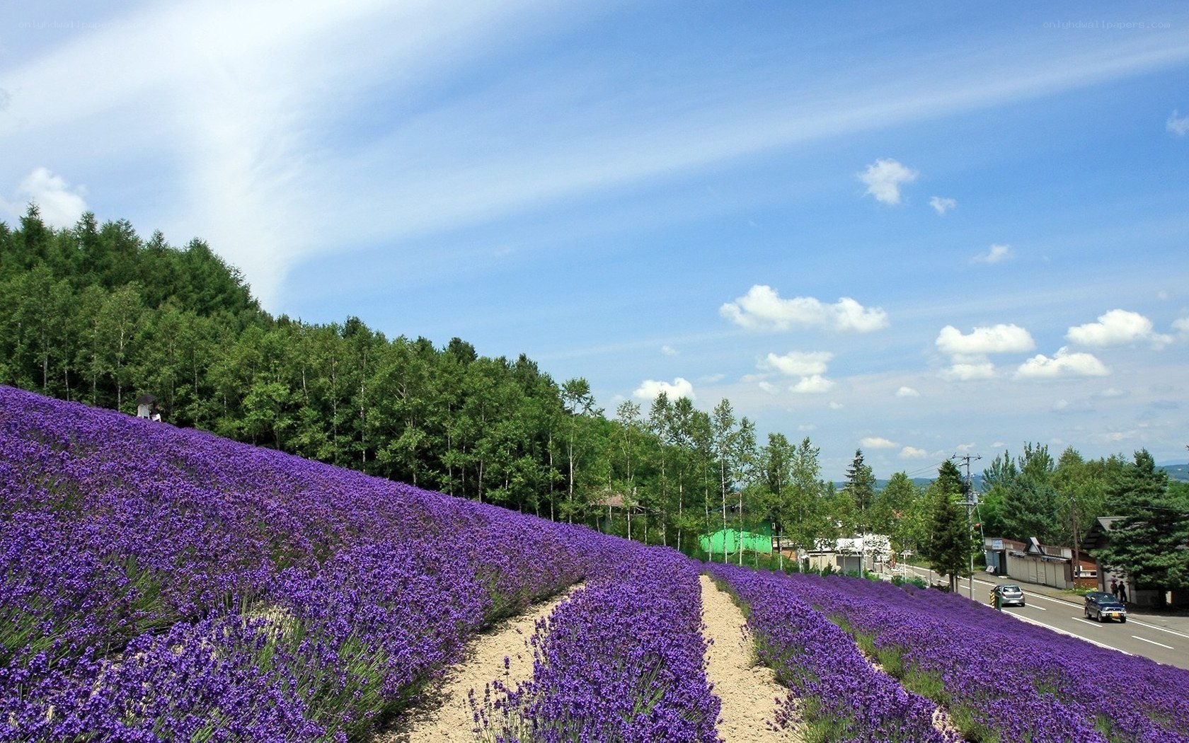 Lavender field in Japan