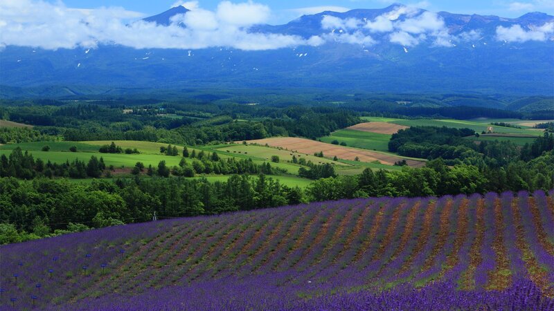 Lavender Field in Mountains — Purple