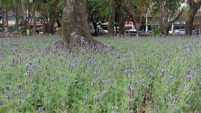 Lavender field in park
