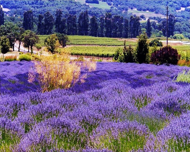Lavender field in rural landscape