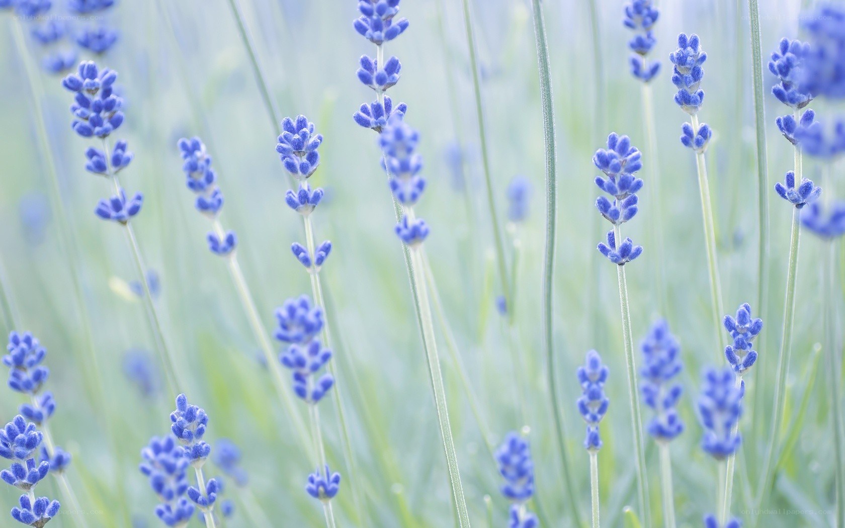 Lavender field in soft focus