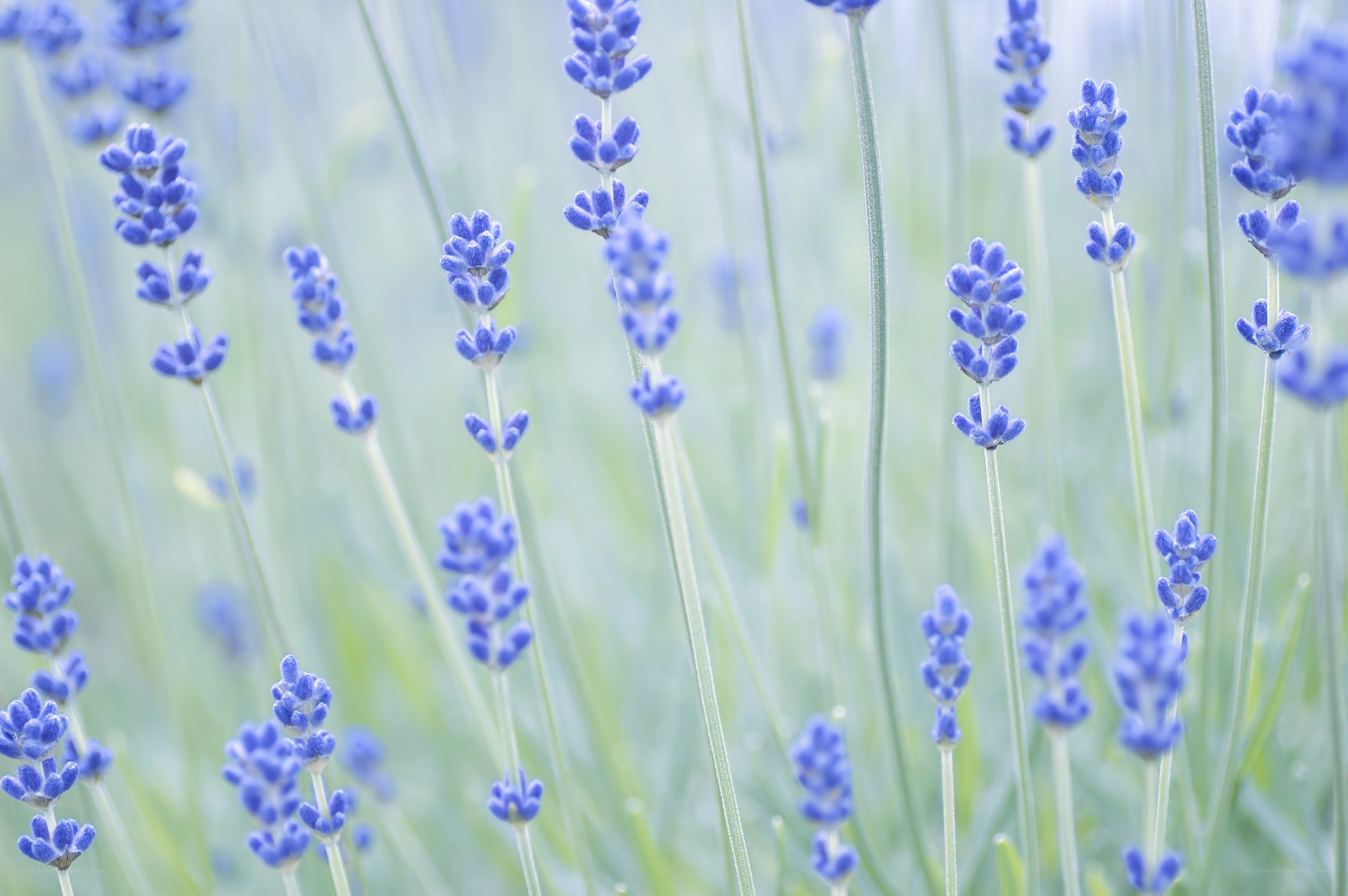 lavender field in soft focus