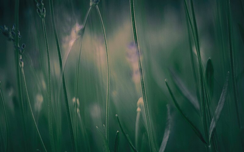 Lavender field in soft focus