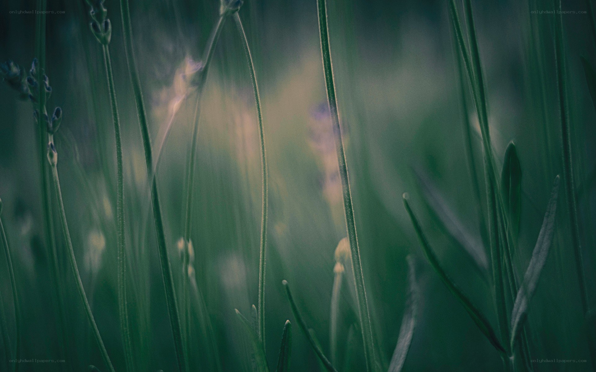 Lavender field in soft focus