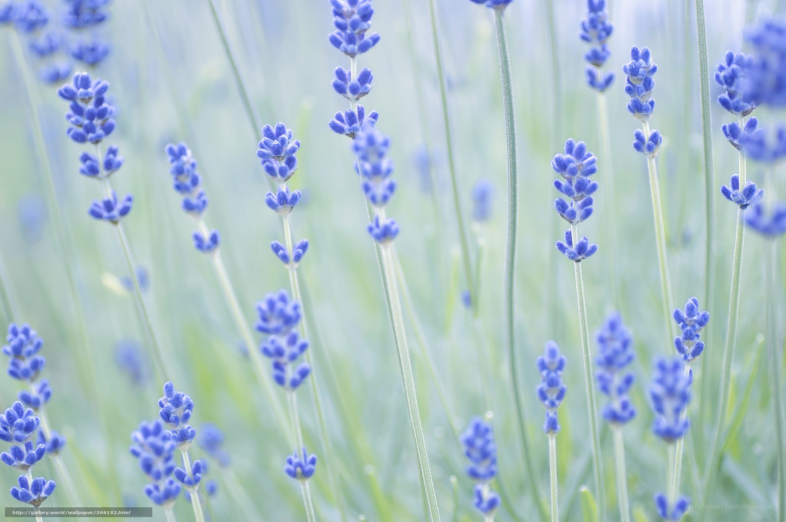 Lavender field in soft focus