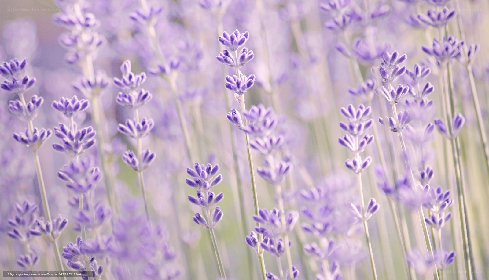 Lavender field in soft focus