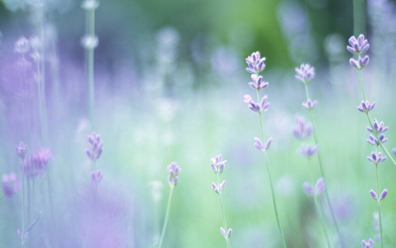 Lavender field in soft focus