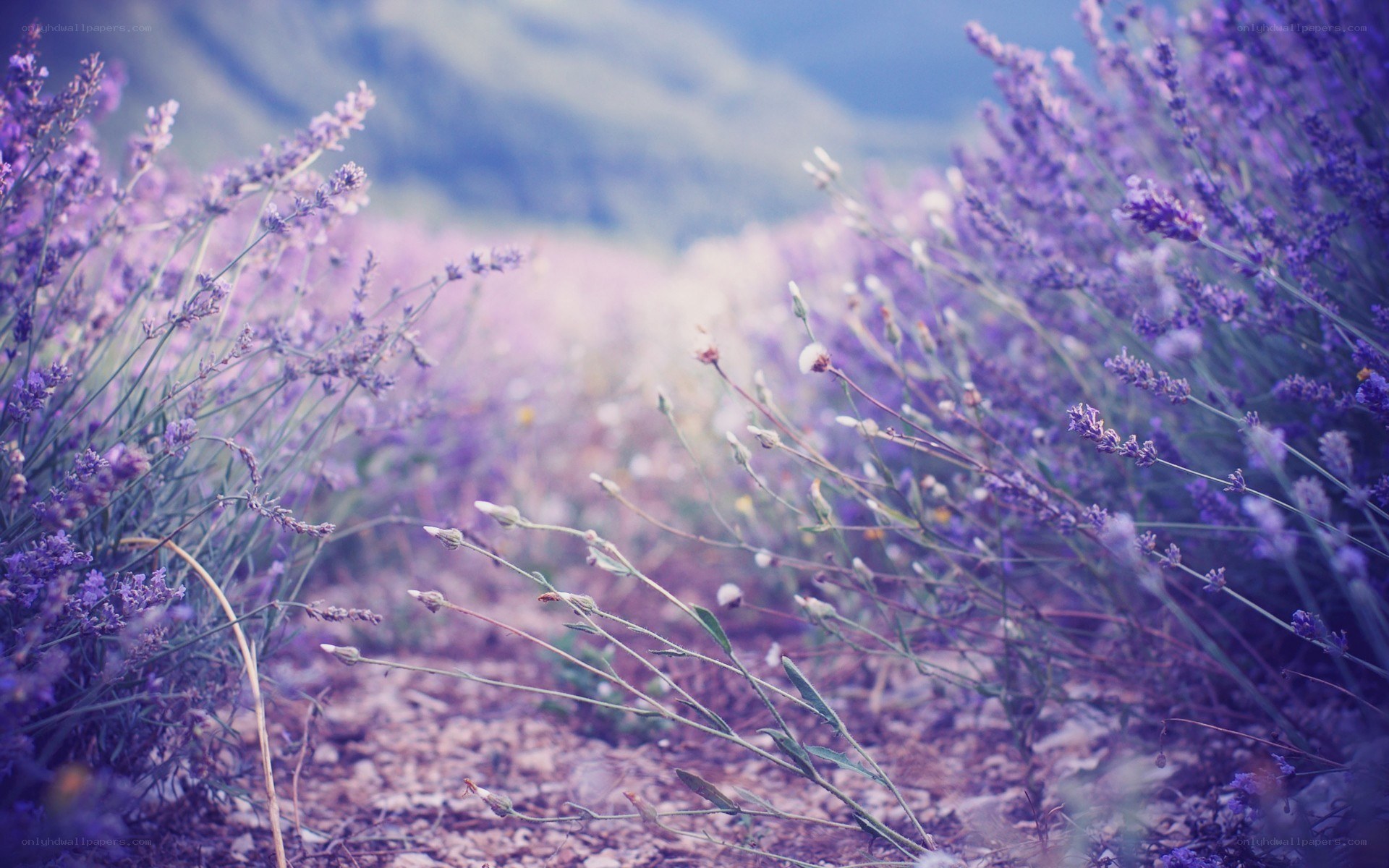 lavender field in soft focus