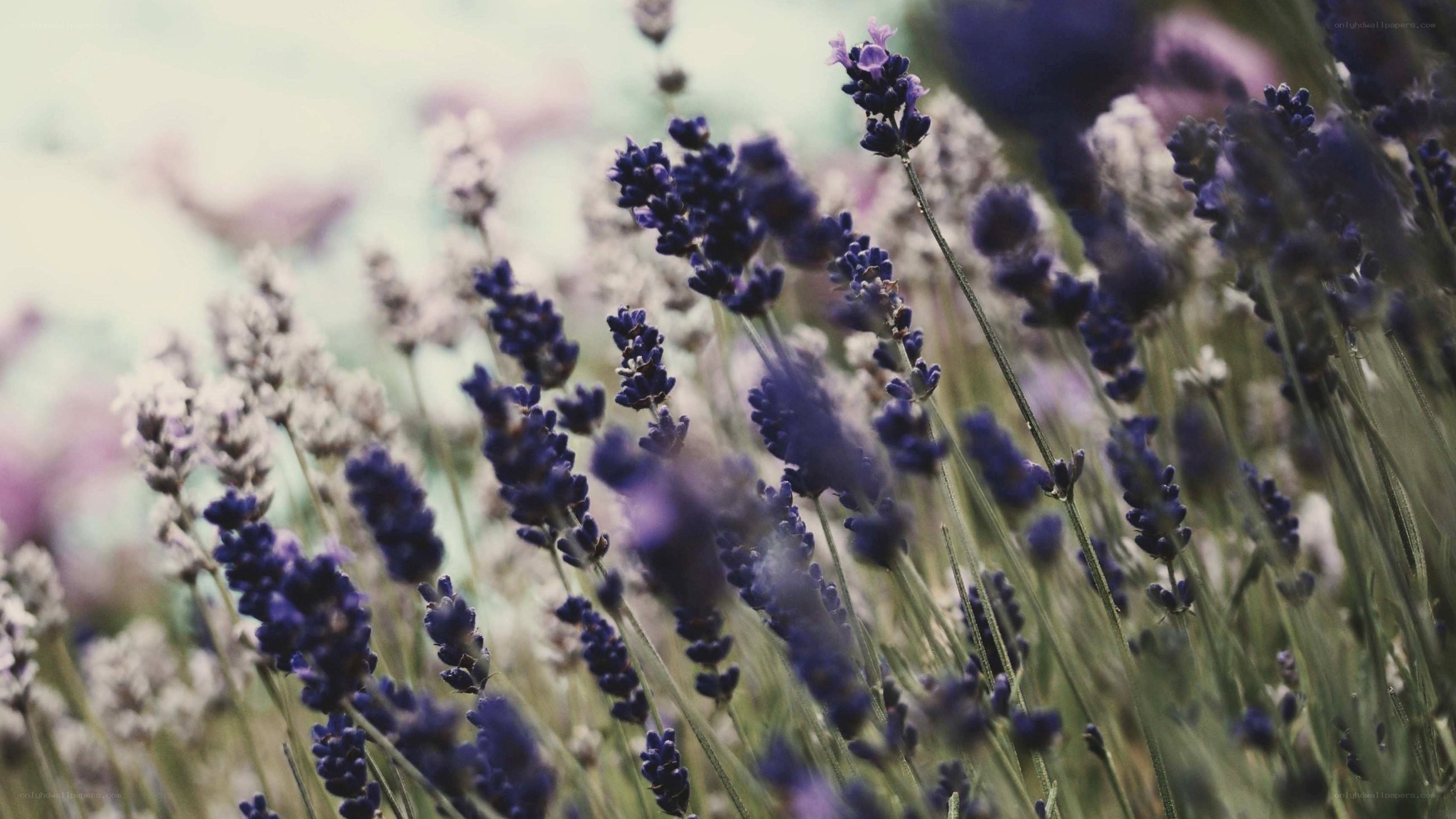lavender field in soft focus