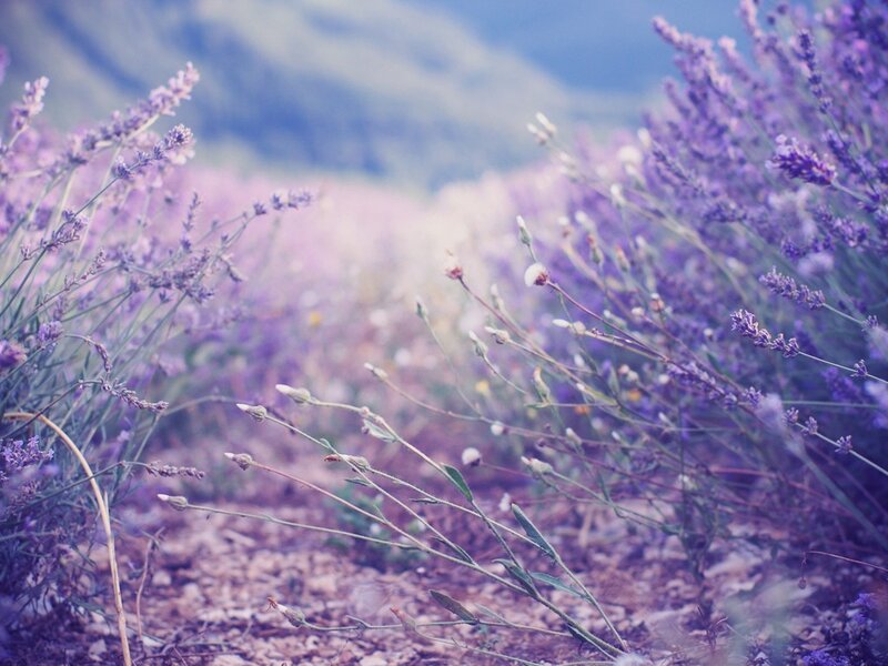 Lavender field in soft focus
