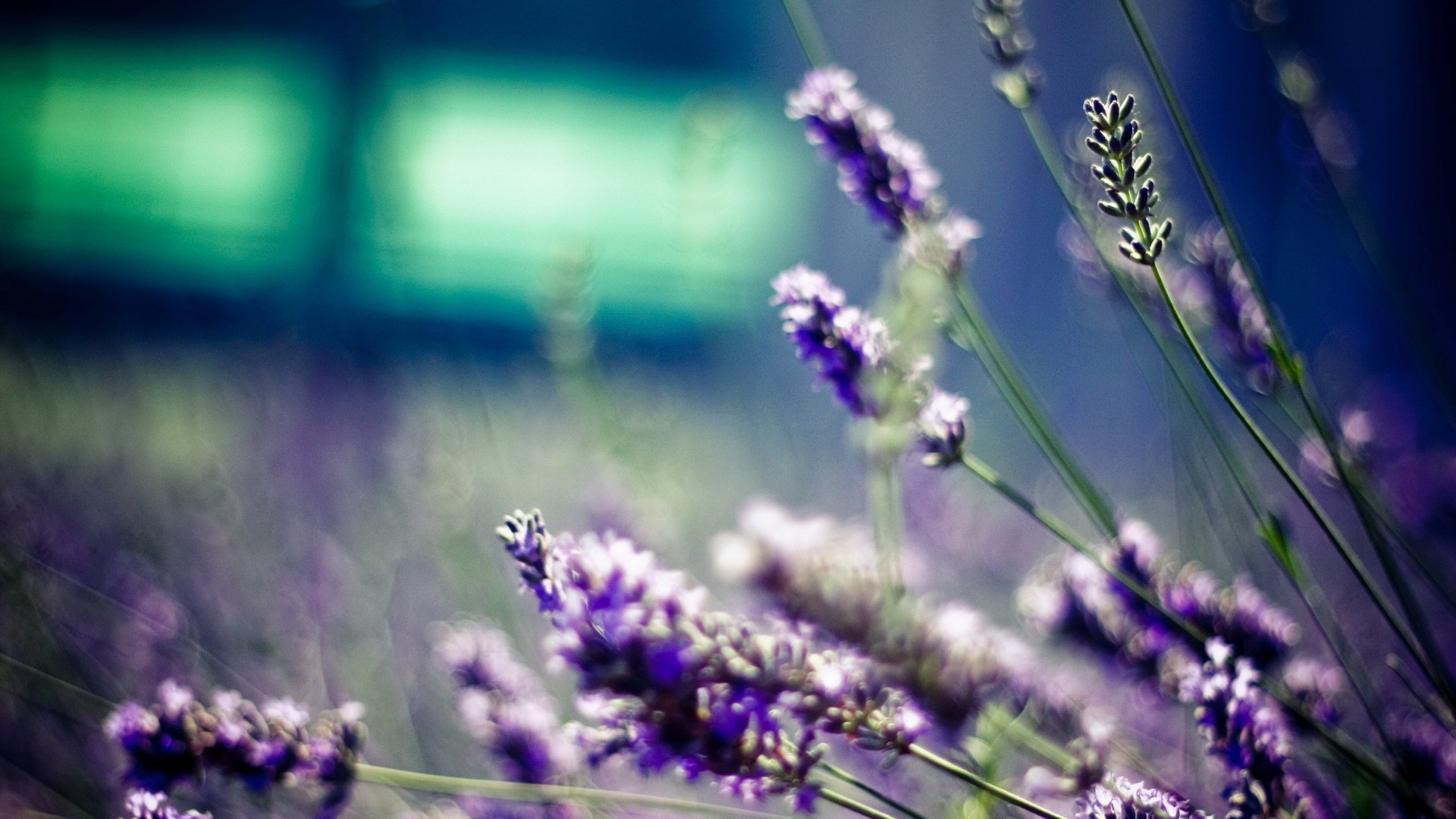 Lavender field in soft focus