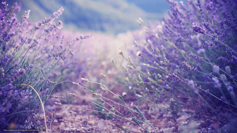 Lavender field in soft focus