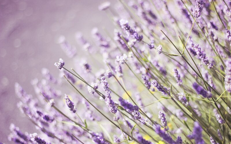 lavender field in soft light