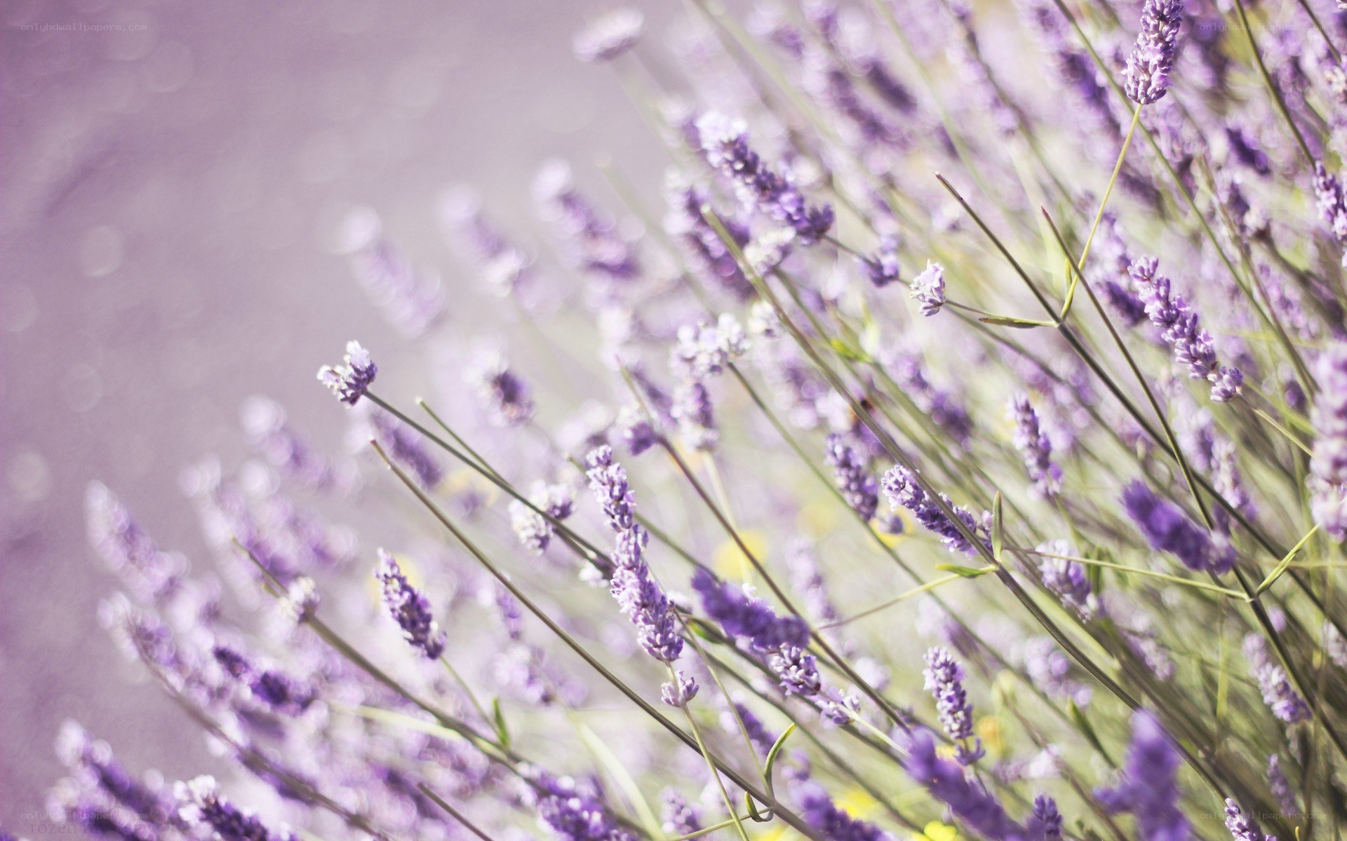 lavender field in soft light