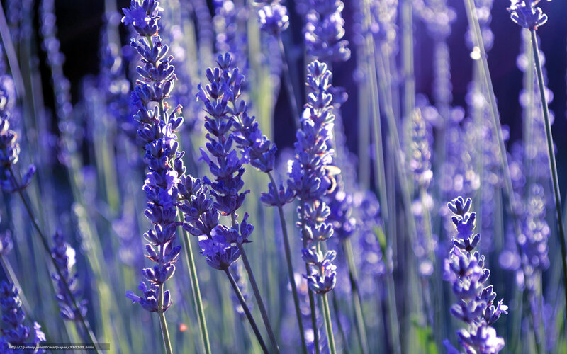 Lavender field in sunlight