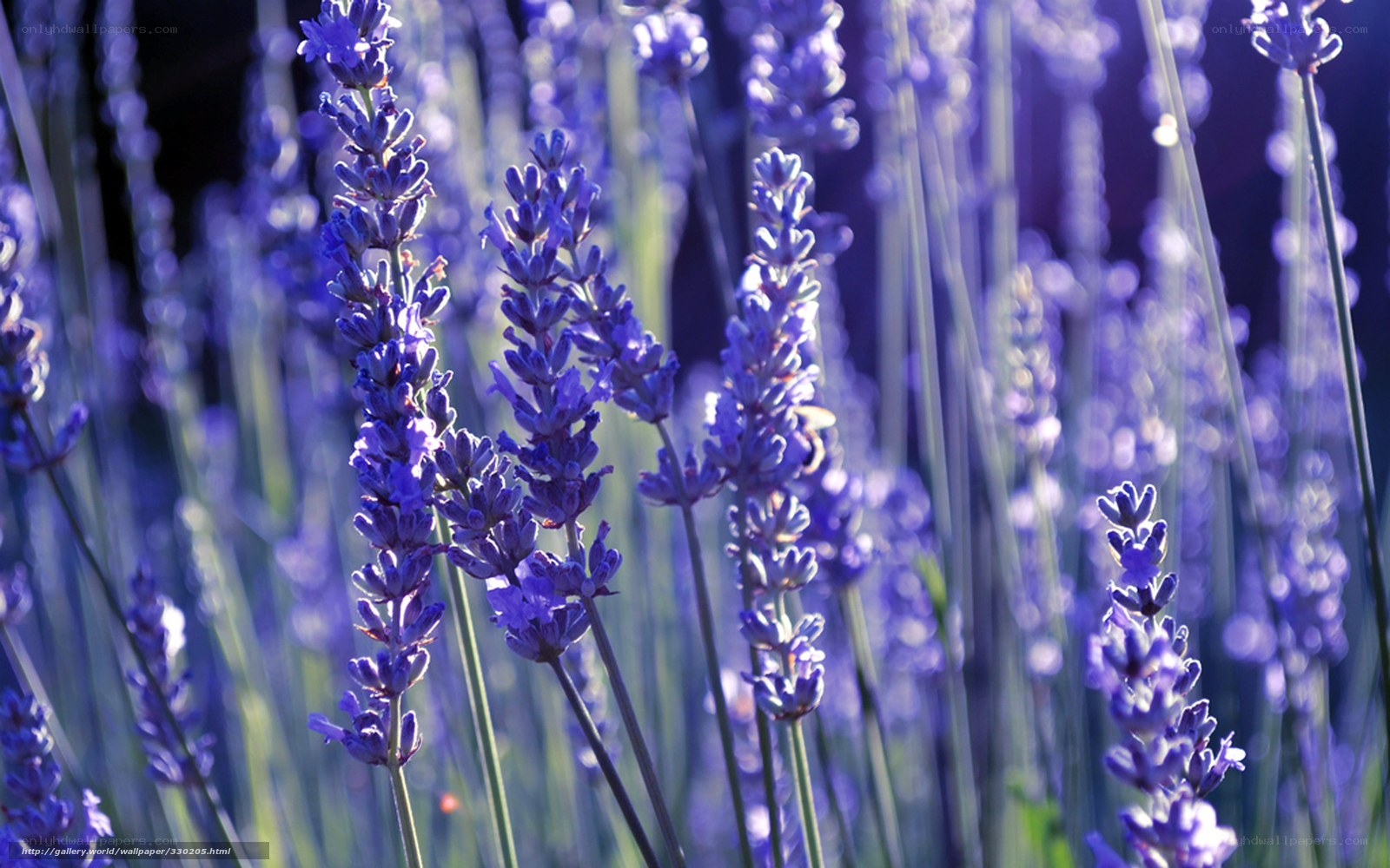 Lavender field in sunlight