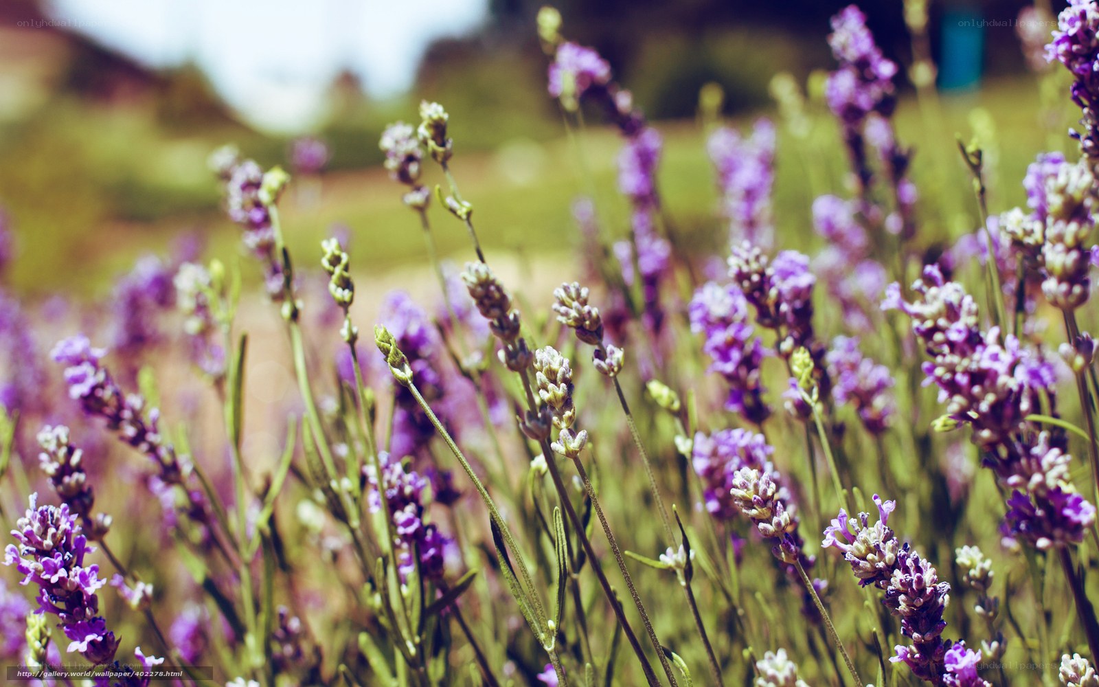 Lavender field in sunlight