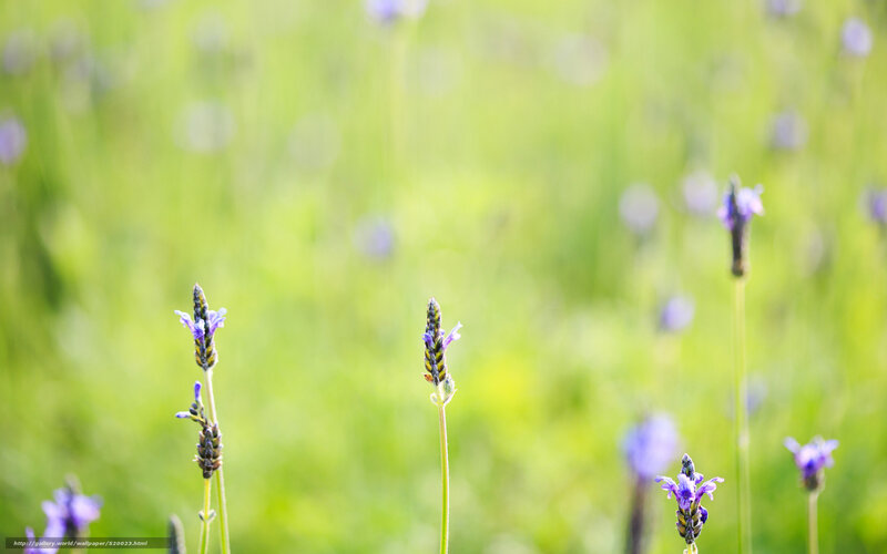 Lavender field in sunlight