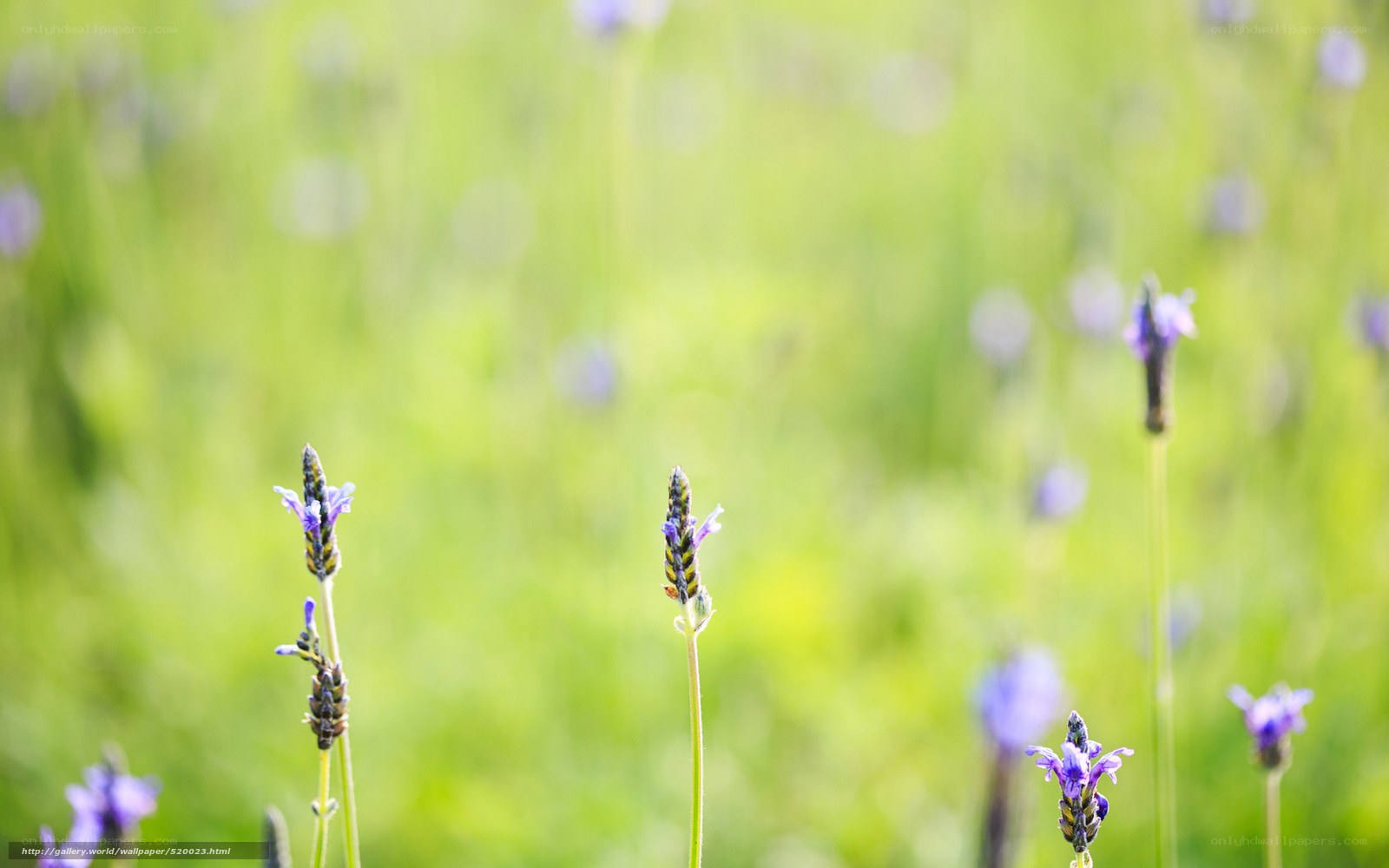 Lavender field in sunlight