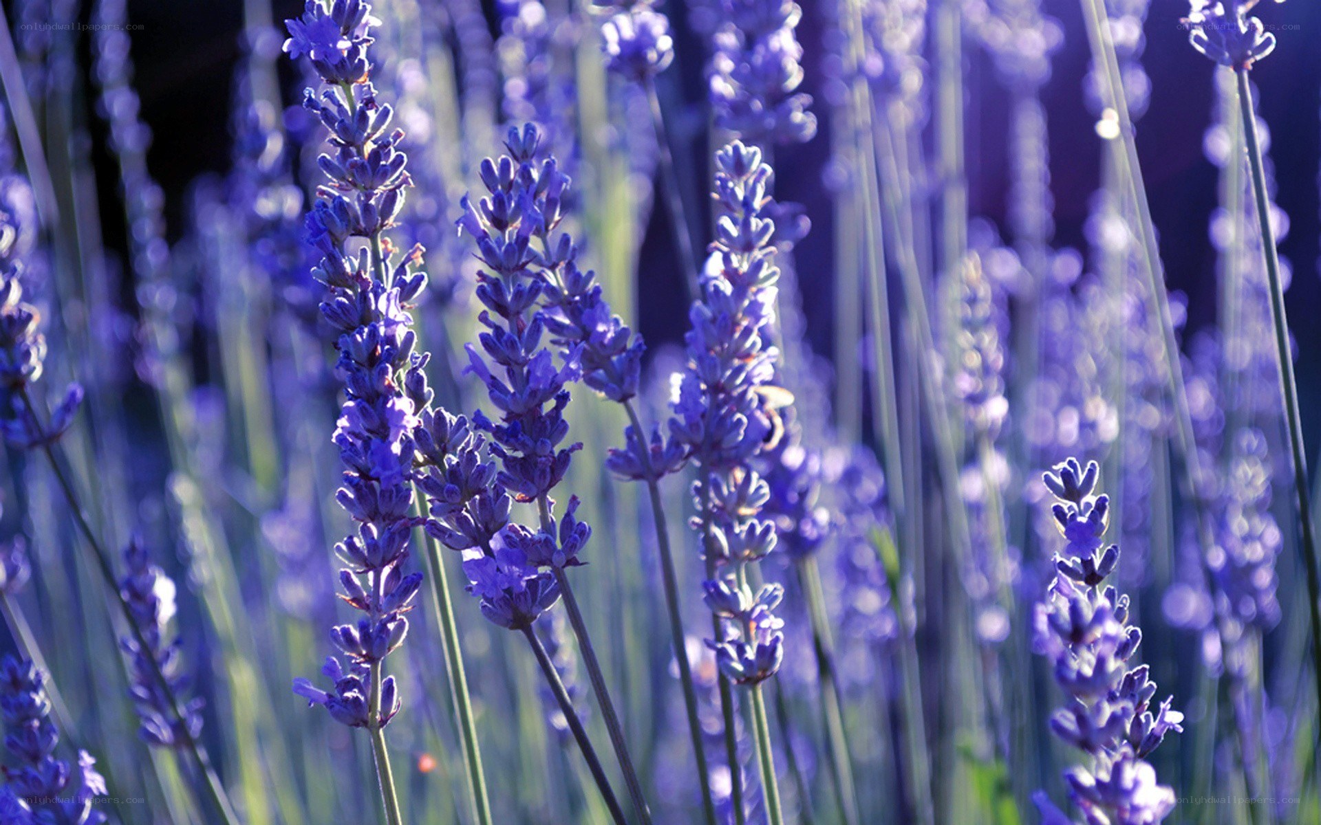 Lavender field in sunlight